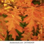 百盛娱乐游戏全新上线攻略与玩家常见问题解答 knvp1e